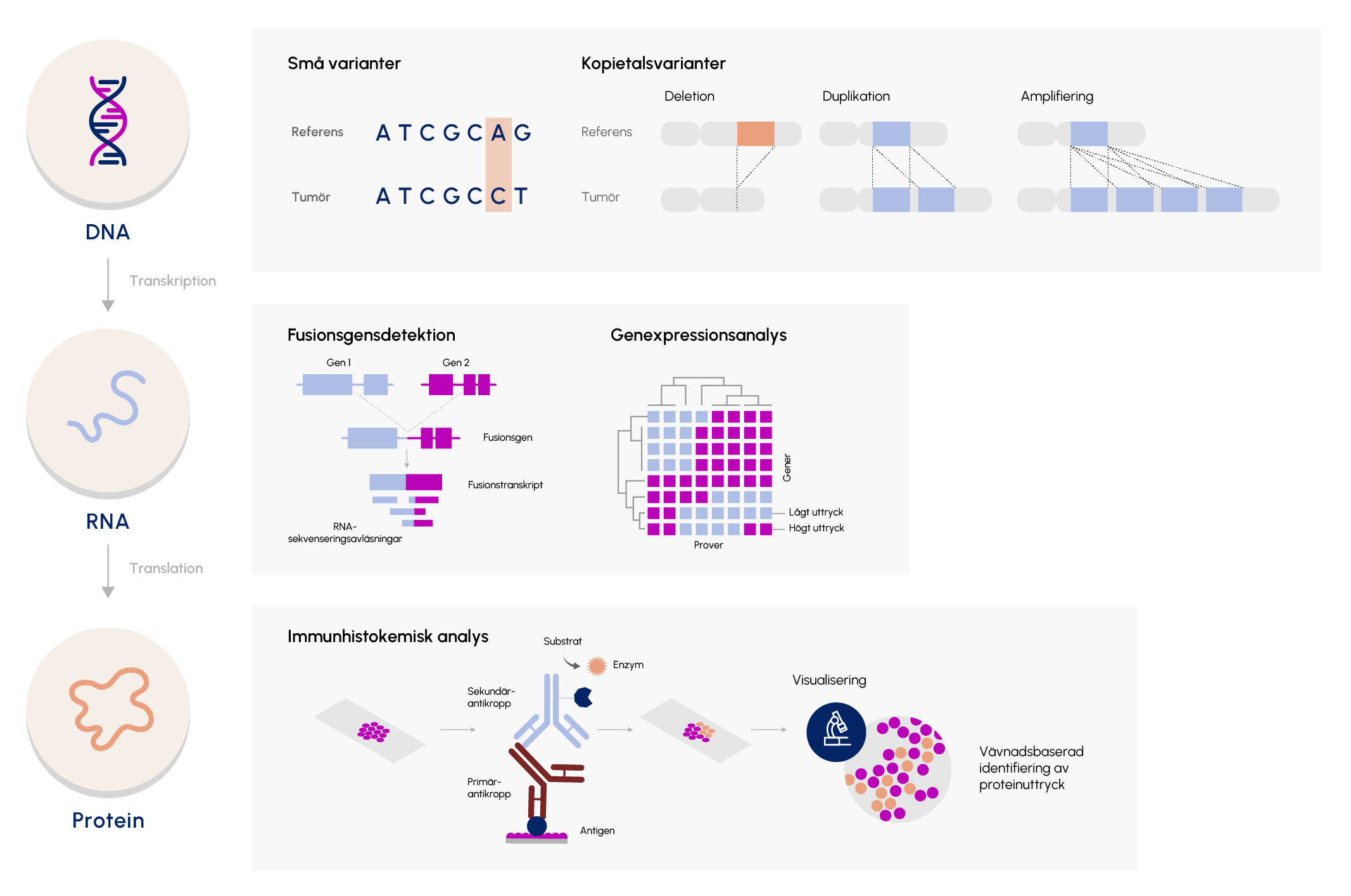 Illustration som visar de olika nivåer man kan analysera ett preparat utifrån det uttryck man finner. Illustration som visar de olika nivåer man kan analysera ett preparat utifrån det uttryck man finner.